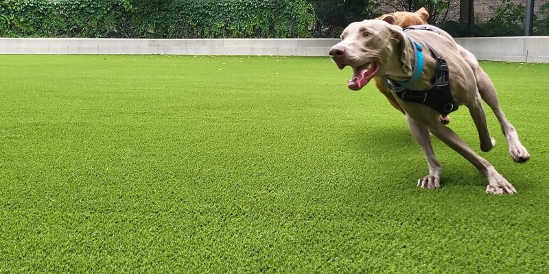 doberman-running-artificial-grass